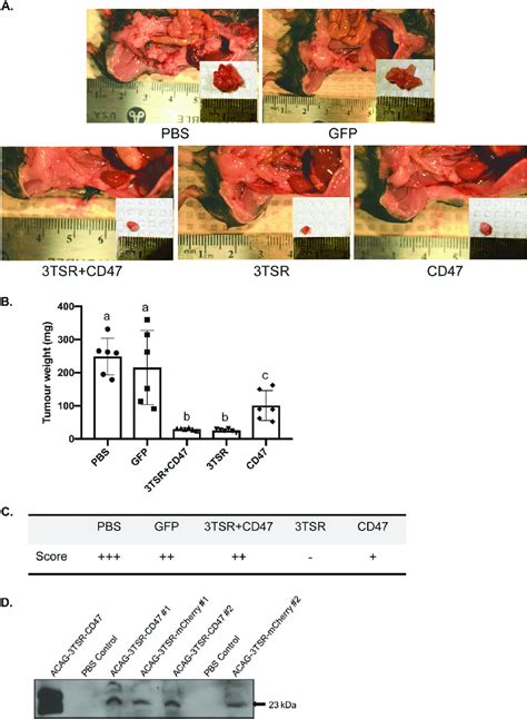 AAV Mediated Expression Of The 3TSR And CD47 Binding Peptide Of TSP 1