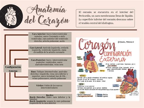 SOLUTION Anatom A Embriolog A Y Fisiolog A Del Coraz N Studypool