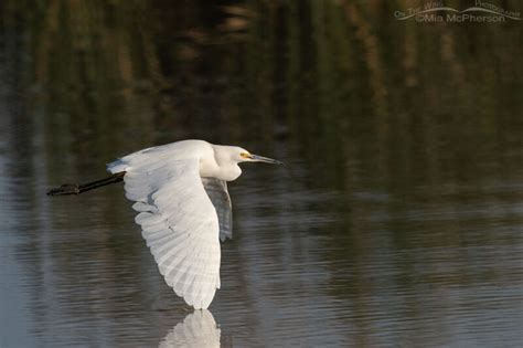 Snowy Egret With Its Wing Tip In The Water Mia Mcphersons On The