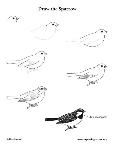 Sparrow House Drawing Lesson