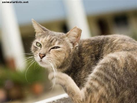 Por Qu Mi Gato Se Rasca Las Orejas Y Sacude La Cabeza Gatos