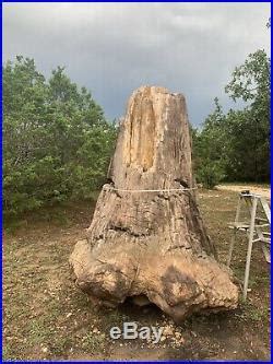 Giant North American Petrified Wood Tree Stump Museum Quality Unique