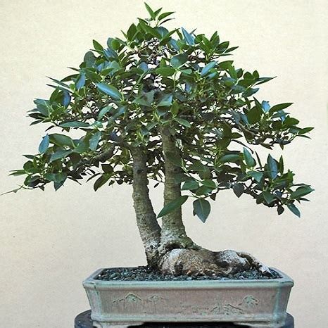 Ficus Obliqua Small Leaved Fig Bonsai Bonsai EBook 500 Seed Pack