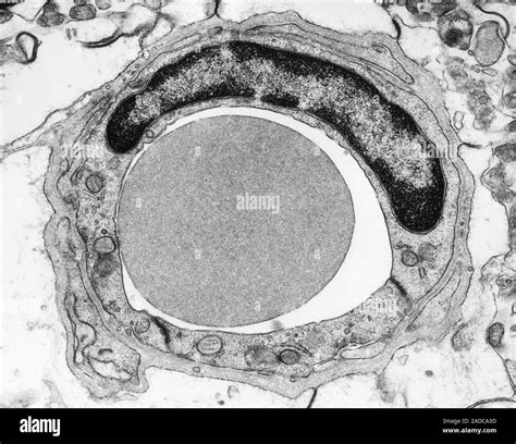 Red Blood Cell In A Tiny Capillary Human Central Nervous System