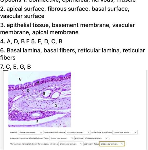 Solved Apical Surface Fibrous Surface Basal Surface Vascular