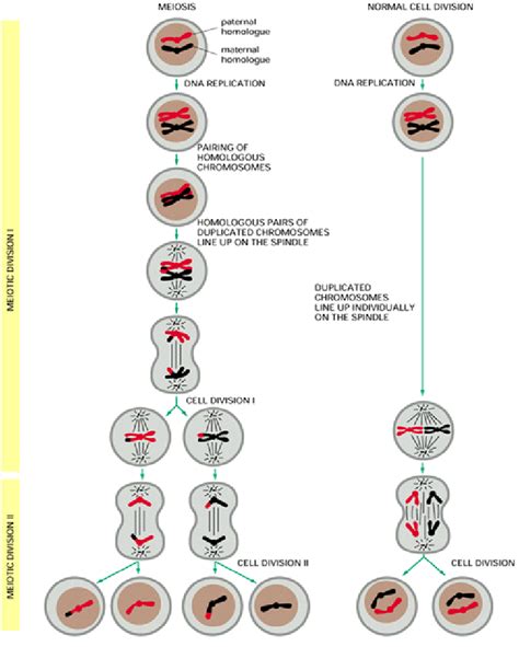 Mitosis And Meiosis Diagram With Chromosomes