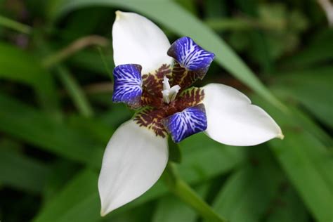 Iris White Walking Iris : The Garden Club of Houston