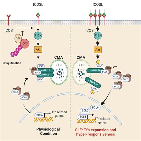 Deficiency Of Cbl And Cblb Ubiquitin Ligases Leads To Hyper T Follicular Helper Cell Responses