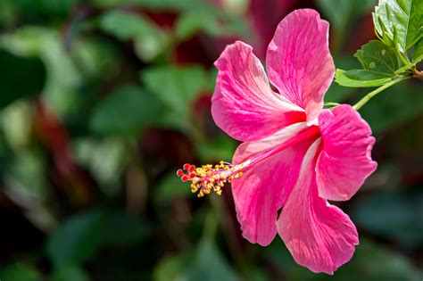 Hibiscus Snoeien D T Is Hoe En Wanneer Je Te Werk Gaat Libelle