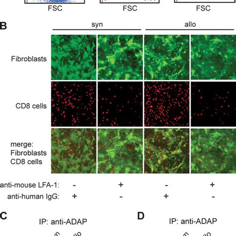 Alloactivation Enhances LFA 1 Mediated Adhesion To MHC Mismatched