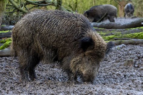 Jabalí europeo Especies de Jaén iNaturalist