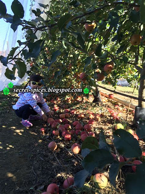 Incredible Day Apple Picking At Bilpin Nsw Australia
