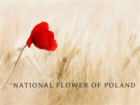 The National Flower of Poland: Exploring the Significance of the Red Poppy