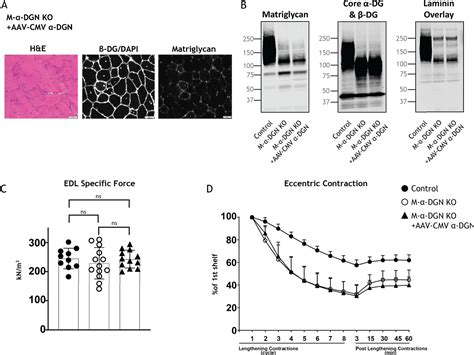 N Terminal Domain On Dystroglycan Enables LARGE1 To Extend Matriglycan