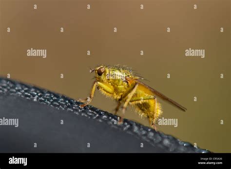 Yellow Dung Fly In Close Up Stock Photo Alamy