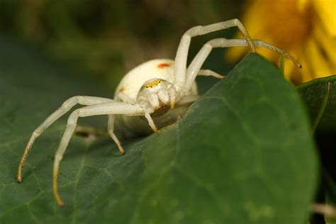 White Crab spider_5 by macrojunkie on DeviantArt