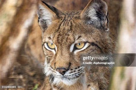 Bobcat Eyes Photos and Premium High Res Pictures - Getty Images