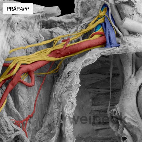 Nerven Der Oberen Extremit T Plexus Brachialis Pr Papp Early Access