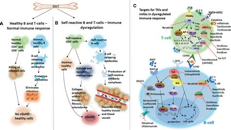 Frontiers New Approaches For The Treatment Of Chronic Graft Versus