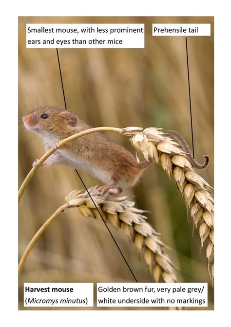 Britain's Smallest Mouse Found at Denmark Farm - Denmark Farm ...