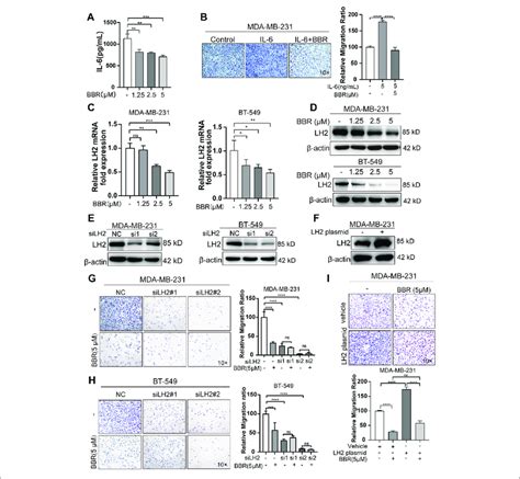 Berberine Inhibits The Migration Of TNBC Cells In A LH2 Dependent