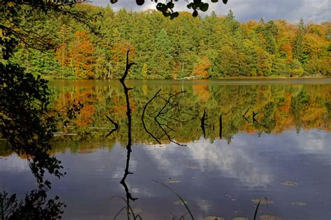 Submerged Tree Steen Jeppesen Flickr