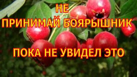 Настойка боярышника. Свойства боярышника. - YouTube