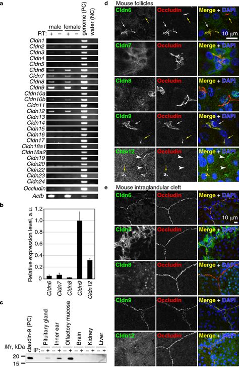 Claudin Is A Component Of Fs Cells A Rt Pcr Of The Pituitary Gland