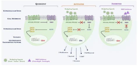 Schematic Overview Of Canonical Hedgehog Signaling In Basal Cell