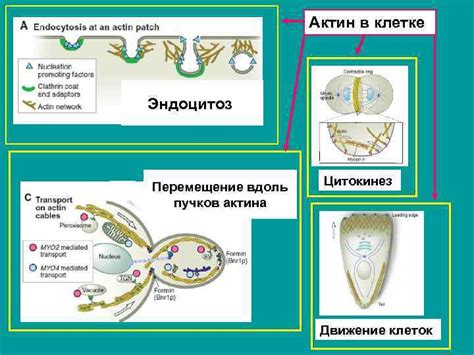 Лекция 11 ЦИТОСКЕЛЕТ Реснички Цитоскелет Кольцов