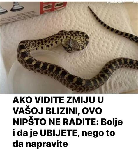 Ako Vidite Zmiju U Va Oj Blizini Ovo Nip To Ne Radite Bolje I Da Je