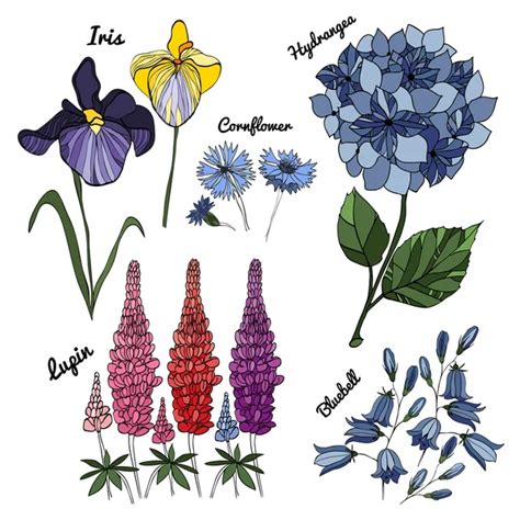 ᐈ Lupine Plant Stock Pictures Royalty Free Lupin Vectors Download On
