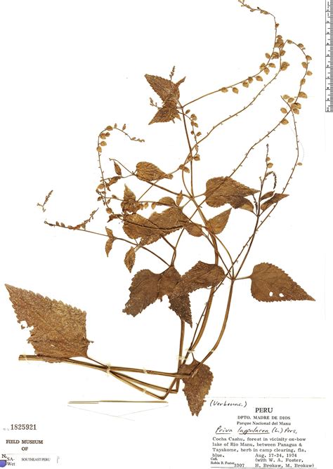 Priva lappulacea | Herbário Rapid Reference | The Field Museum