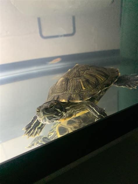 Petco Red Ear Slider Turtle Aquatic And Community Friendly