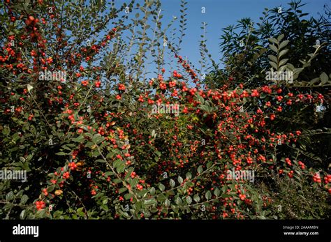 Franchet s cotoneaster, berries / (Cotoneaster franchetii ) / Franchets Zwergmispel, Beeren ...