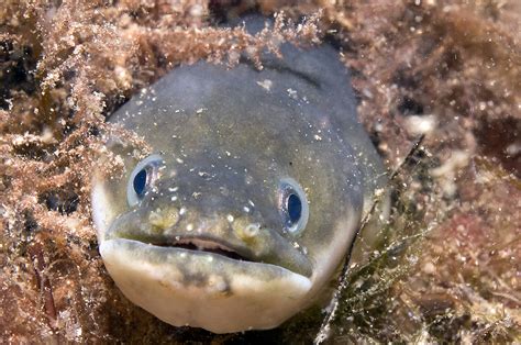 Öppet brev Dags att följa det vetenskapliga rådet för europeisk ål