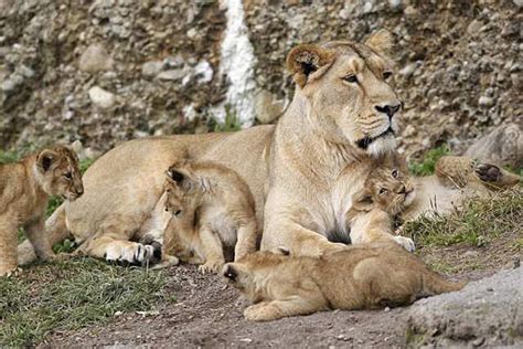 50 Lionesses In The Gir Sanctuary Are Pregnant Expecting Cubs | Gir ...