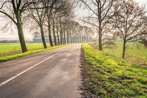 Curved Country Road With High Bare Trees On Both Sides Stock Image