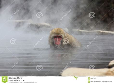 Snow Monkey In Hot Spring Jigokudani Nagano Japan Stock Photo Image Of Primate Japanese