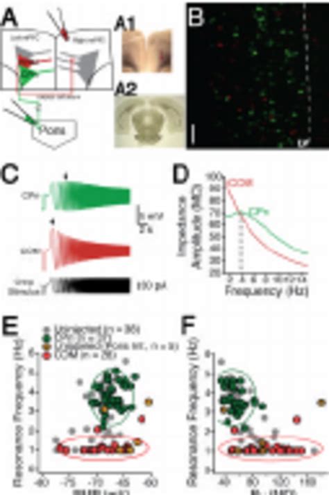 Dynamics Of Mpfc Neurons Depend Upon Their Long Range Projection