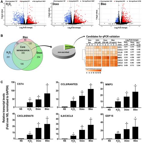 Mapping The Core Senescence Phenotype Of Primary Human Colon