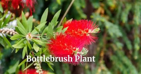 Bottlebrush Plant Growing Caring And Its Benefits