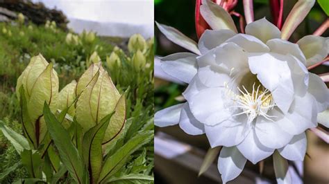 What Is Brahma Kamal Know About This Sacred Flower Saussurea Obvallata