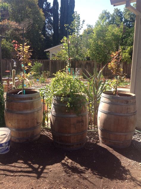 Wine Barrels Planting Plants Wine Barrel Barrel