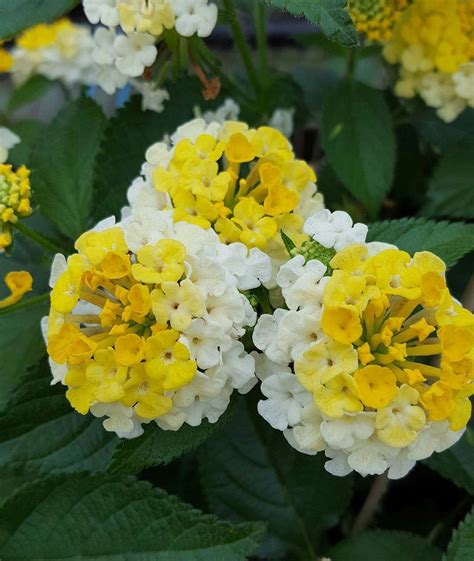 Lantana Lucky Lemon Glow Lantana Camara Lemon Glow From Hillcrest Nursery