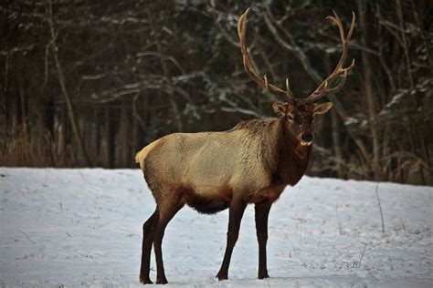 Hunter mistakenly shoots two moose in Norway zoo - Shooting UK