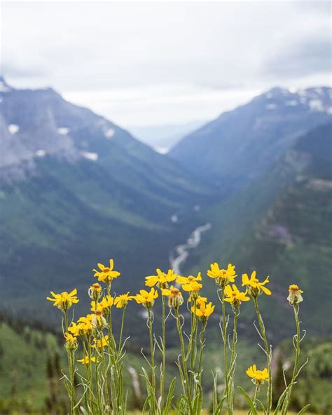 Mountains With Flowers Wallpapers - Top Free Mountains With Flowers ...