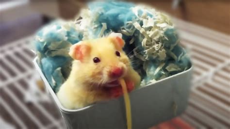 Hamster eating spaghetti | FunnyDog.TV