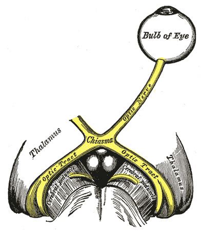 Neuroanatomy Cranial Nerve Optic Statpearls Ncbi Bookshelf