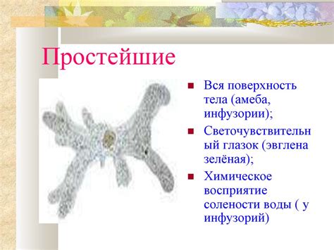 Органы чувств. Регуляция деятельности организма - презентация онлайн
